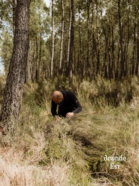 RECULTE-BRUYERE-FORETS-LANDAISES