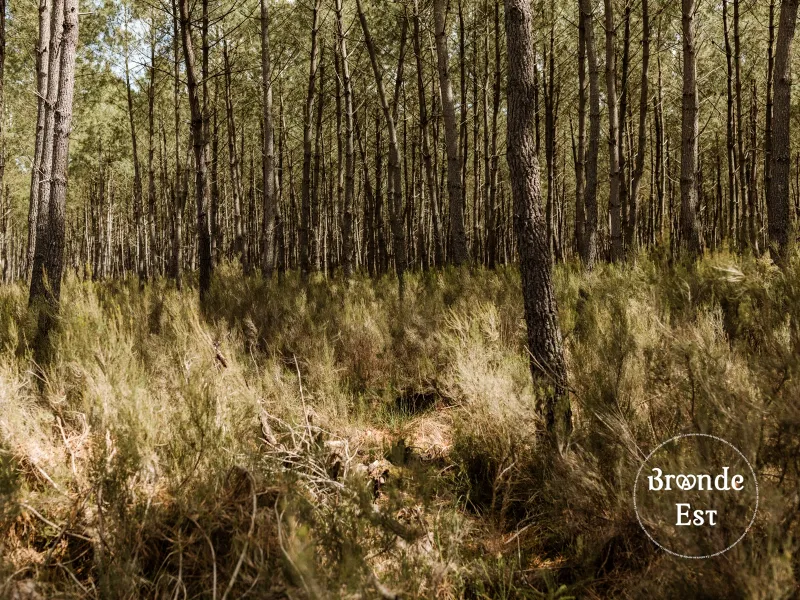SOUS-BOIS-FORET-LANDAISE-BRUYERE