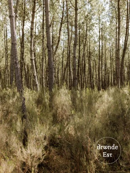 SOUS-BOIS-FORET-LANDAISE-BRUYERE