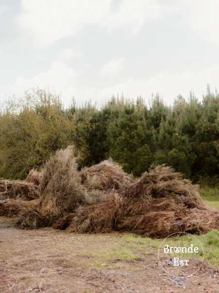 RECOLTE-FAGOTS-BRUYERE-LANDES