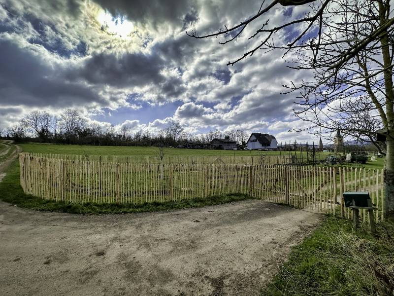 Clôture ganivelle châtaignier 1m50 avec portail 3m à Romanswiller